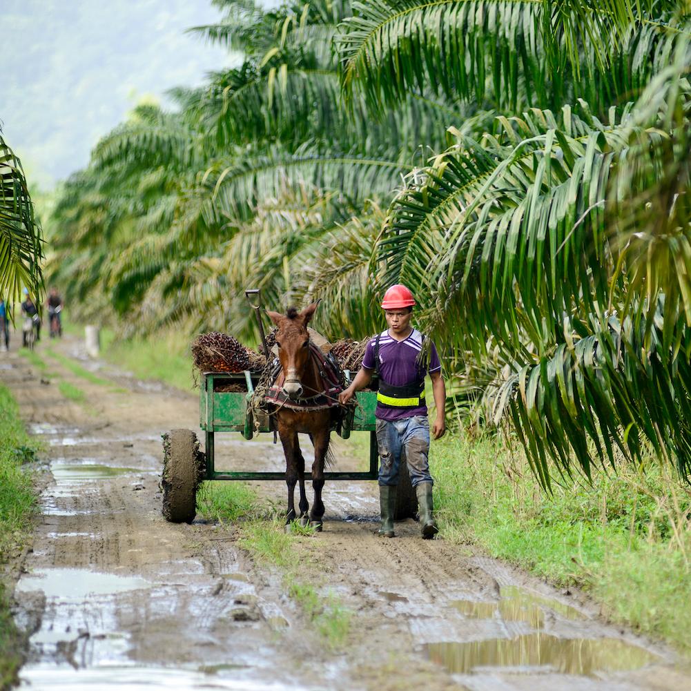 sustainable palm oil - palm oil farm - palm oil farmer