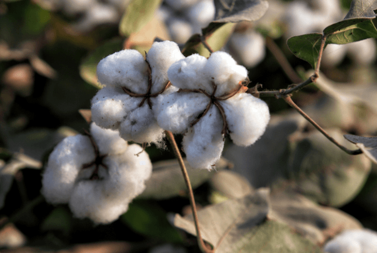 sustainable-cotton.png