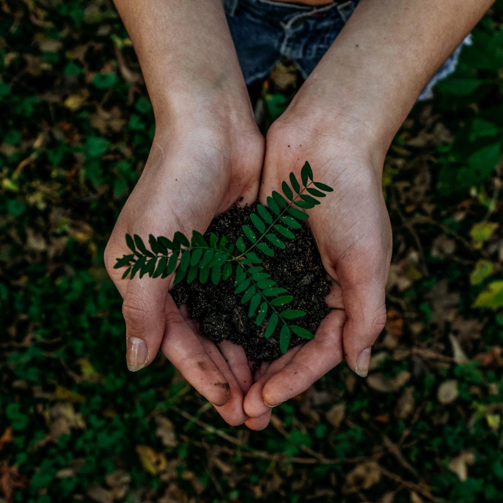 tree-planting