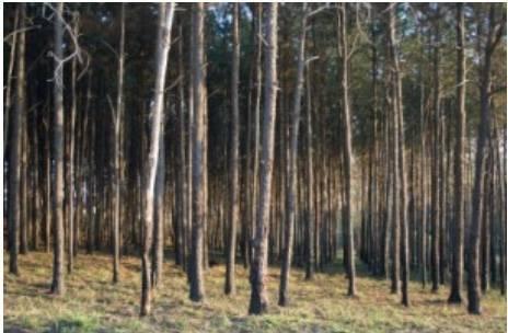 trees.jpeg
