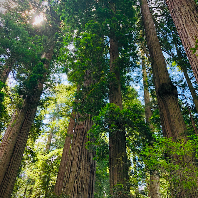 Trillion Trees Act