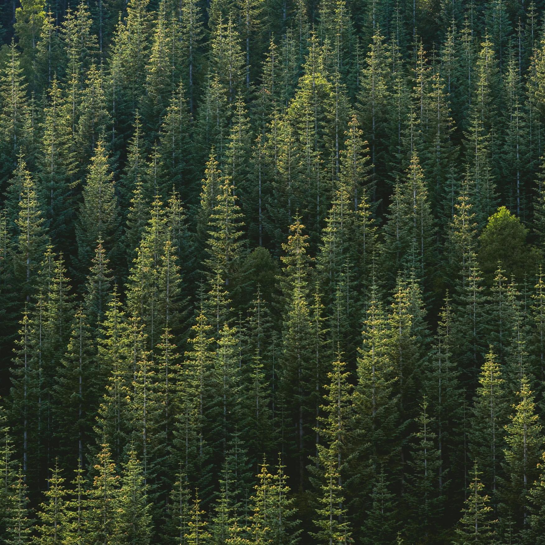 Trillion Trees