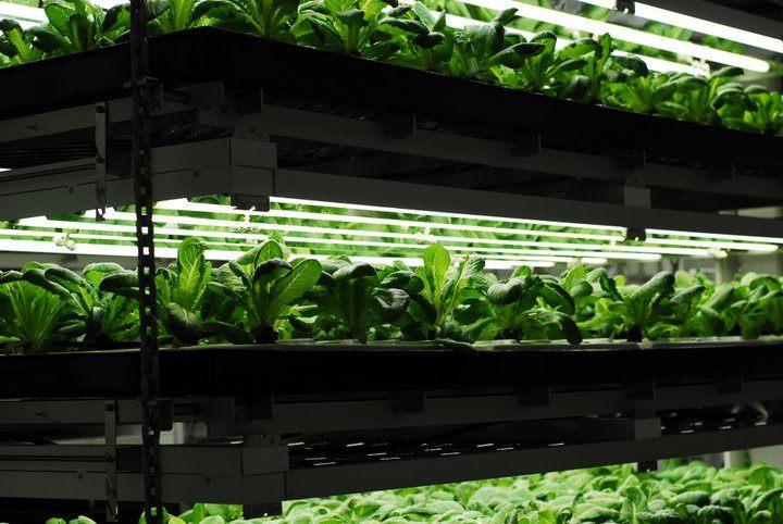 vertical-farming.jpg