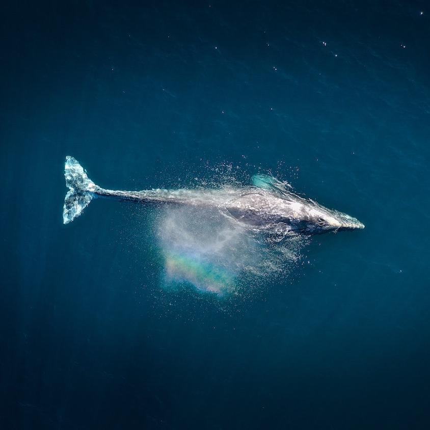 whale swimming aerial - whales