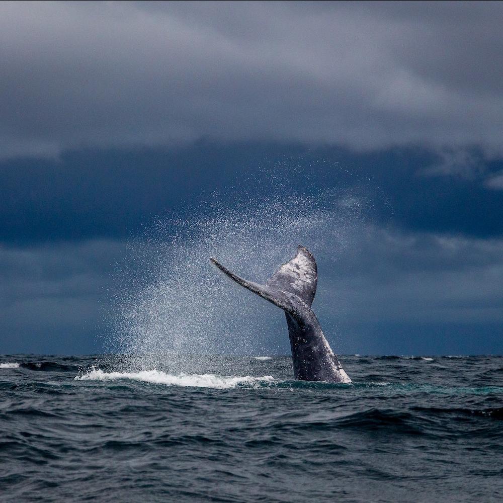 whale tale coming up out of the ocean - whales - whale conservation