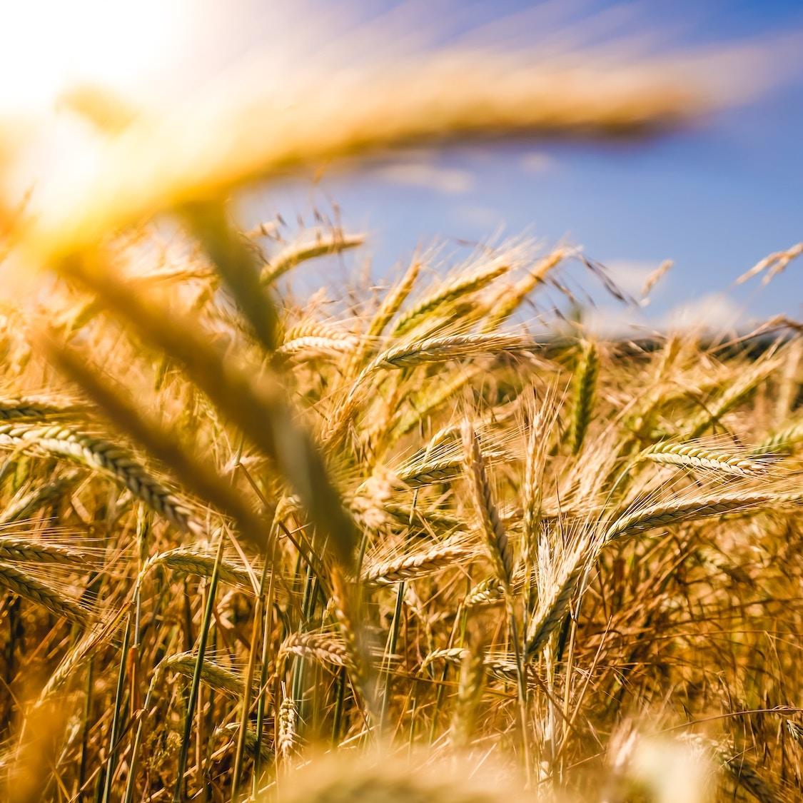 wheat growing on farm - farmers - sustainability
