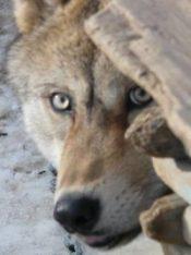 wildlife_wolf_shirleybin-e1494968315674.jpg