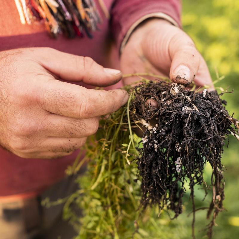 World Soil Day