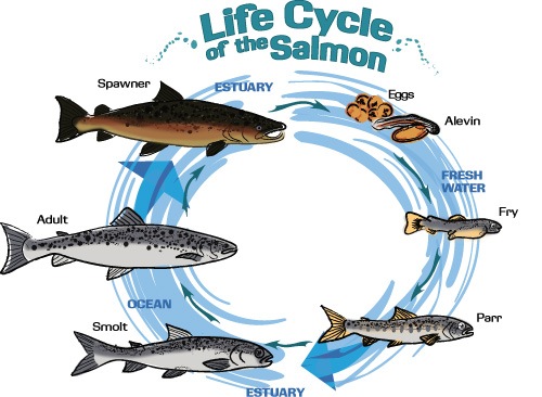 Triplepundit The Color Of Salmon How Much Would You Pay For Orange The Color And Cost Of Salmon